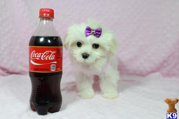 lvpuppyheaven Picture 3